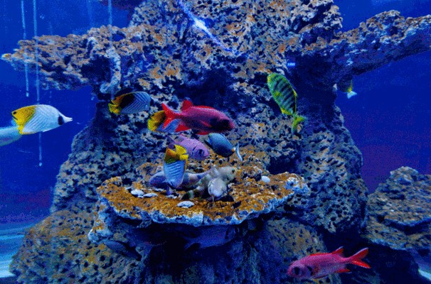 有沒有紅龍魚動態(tài)壁紙? 龍魚百科 第25張 有沒有紅龍魚動態(tài)壁紙? 有沒有紅龍魚動態(tài)壁紙? 龍魚百科 第25張