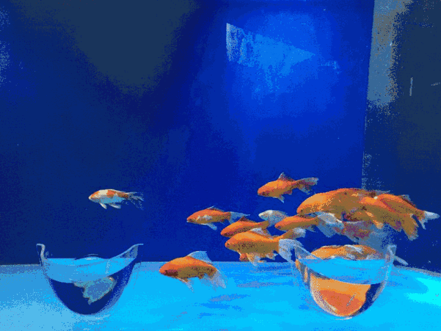 有沒有紅龍魚動態(tài)壁紙? 龍魚百科 第23張 有沒有紅龍魚動態(tài)壁紙? 有沒有紅龍魚動態(tài)壁紙? 龍魚百科 第23張