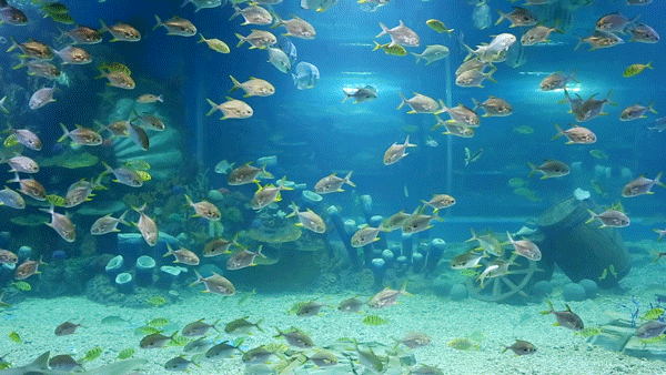 有沒有紅龍魚動態(tài)壁紙? 龍魚百科 第24張 有沒有紅龍魚動態(tài)壁紙? 有沒有紅龍魚動態(tài)壁紙? 龍魚百科 第24張