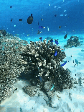 有沒有紅龍魚動態(tài)壁紙? 龍魚百科 第30張 有沒有紅龍魚動態(tài)壁紙? 有沒有紅龍魚動態(tài)壁紙? 龍魚百科 第30張