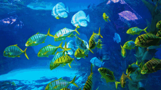 有沒有紅龍魚動態(tài)壁紙? 龍魚百科 第27張 有沒有紅龍魚動態(tài)壁紙? 有沒有紅龍魚動態(tài)壁紙? 龍魚百科 第27張