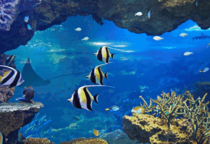 有沒有紅龍魚動態(tài)壁紙? 龍魚百科 第32張 有沒有紅龍魚動態(tài)壁紙? 有沒有紅龍魚動態(tài)壁紙? 龍魚百科 第32張