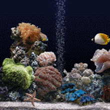 有沒有紅龍魚動態(tài)壁紙? 龍魚百科 第33張 有沒有紅龍魚動態(tài)壁紙? 有沒有紅龍魚動態(tài)壁紙? 龍魚百科 第33張