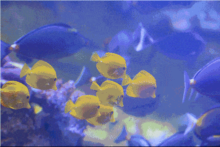 有沒有紅龍魚動態(tài)壁紙？ 有沒有紅龍魚動態(tài)壁紙？ 龍魚百科 第40張