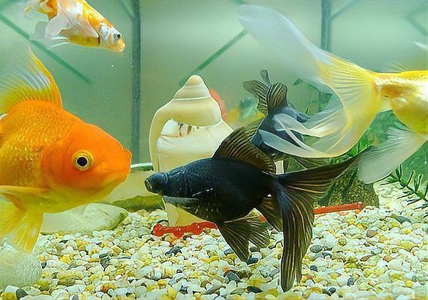 金魚趴缸底解決方法