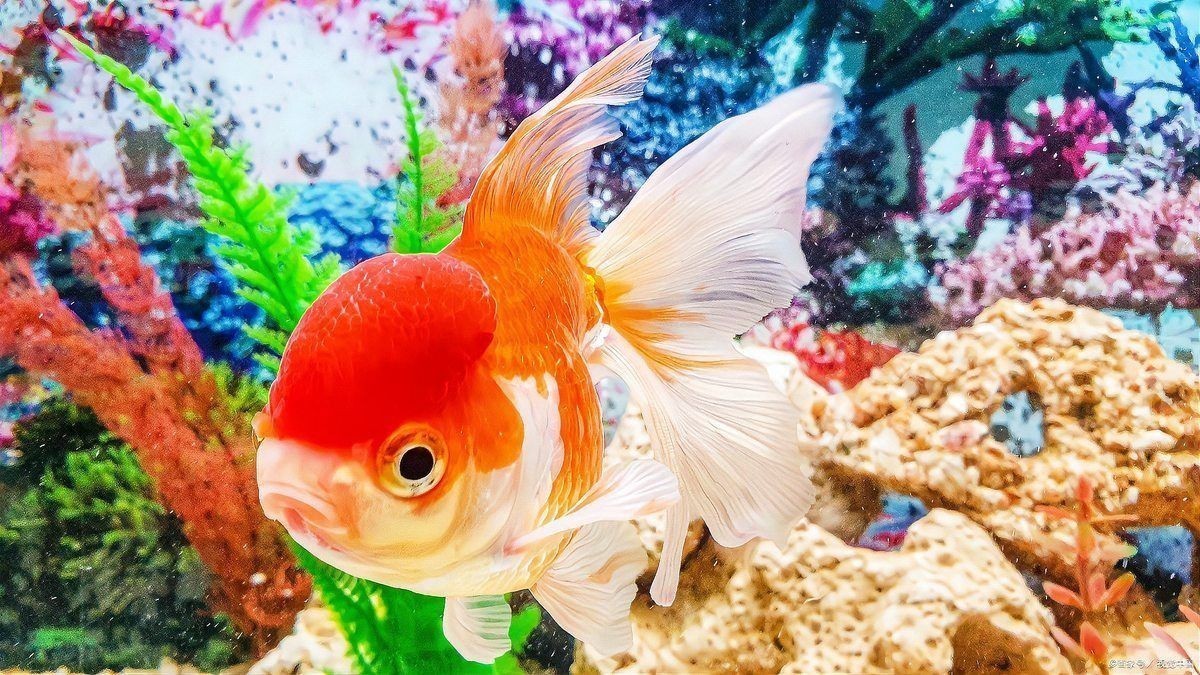金魚趴缸底解決方法