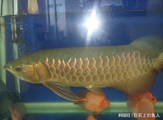 龍魚咬別的魚：如何判斷龍魚咬其他魚的具體原因