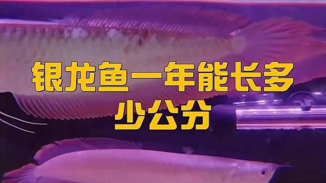 銀龍魚一年能長多少公斤 銀龍魚一年能長多少公斤 龍魚百科 第4張
