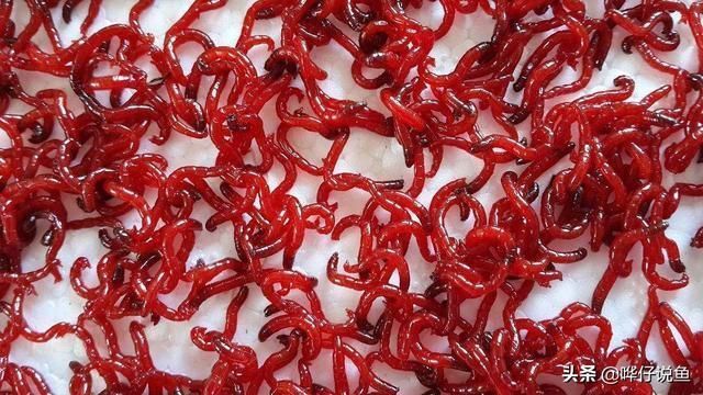 泥鰍給龍魚(yú)吃怎么消毒