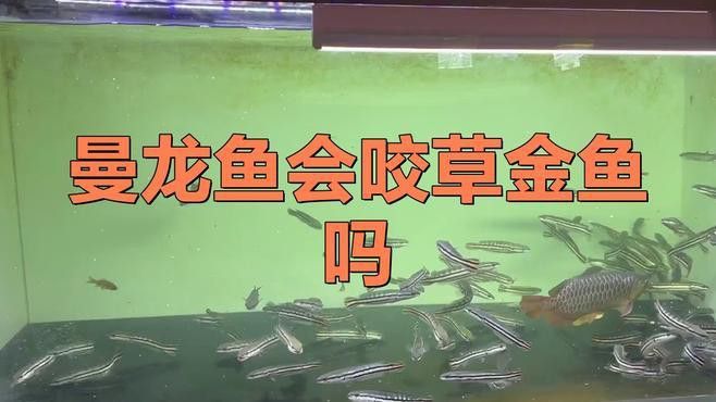 曼龍魚和孔雀魚