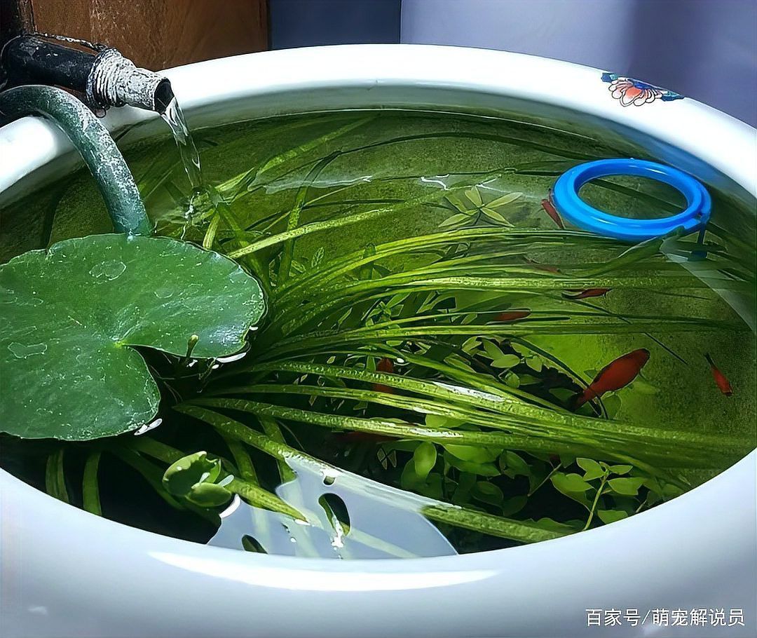 曼龍魚和孔雀魚