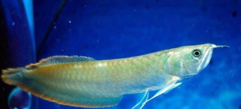 銀龍魚幾年停止生長