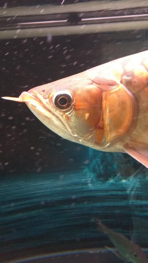 金龍魚多長時(shí)間發(fā)色好