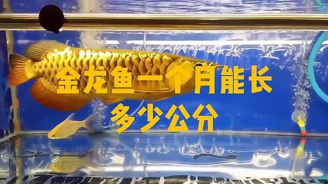 高背金龍魚生長速度如何 高背金龍魚生長速度如何 龍魚百科 第1張