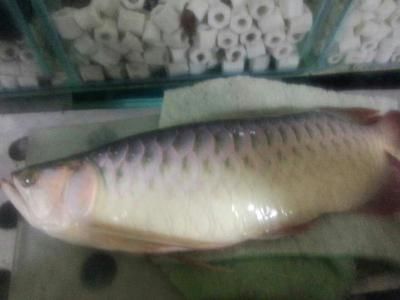 紅龍魚品質好壞怎么看圖解（如何通過視覺觀察來判斷紅龍魚的品質） 紅龍魚品質好壞怎么看圖解（如何通過視覺觀察來判斷紅龍魚的品質） 龍魚百科 第7張