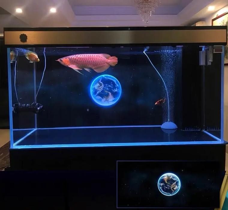 龍魚魚缸背景圖片大全超清圖