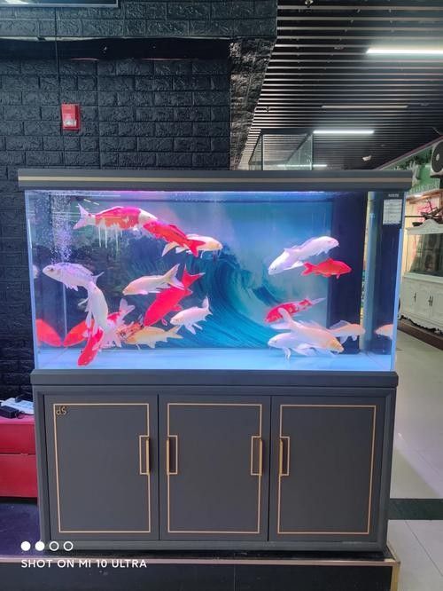 龍魚魚缸背景圖片大全超清圖