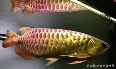 金龍魚亞硝酸鹽中毒怎么處理：金龍魚亞硝酸鹽中毒處理方法