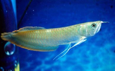 龍魚亂竄怎么回事(新買的龍魚亂竄可能由多種原因引起) 龍魚百科 第3張 龍魚亂竄怎么回事(新買的龍魚亂竄可能由多種原因引起) 龍魚亂竄怎么回事(新買的龍魚亂竄可能由多種原因引起) 龍魚百科 第3張