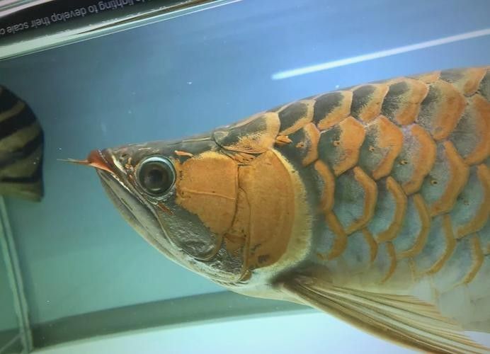 龍魚眼睛有白膜怎么辦圖片大全圖解