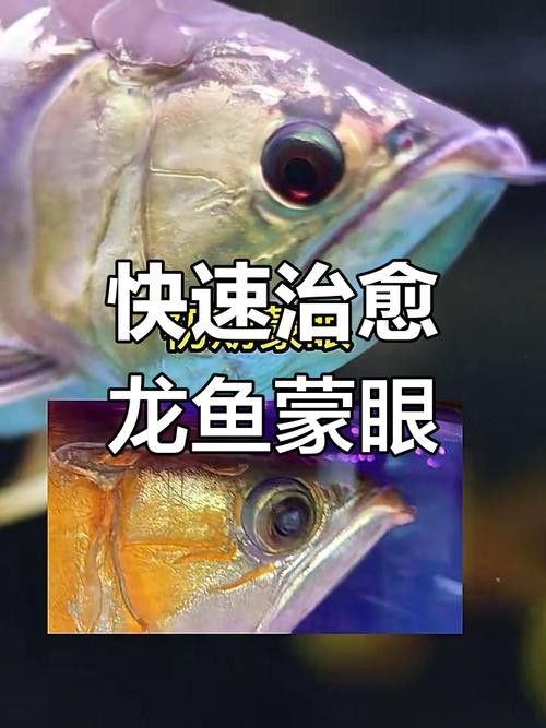 龍魚眼睛有白膜怎么辦圖片大全圖解