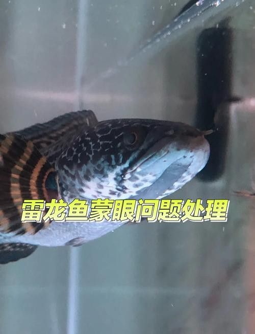 龍魚眼睛有白膜怎么辦圖片大全圖解