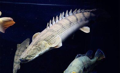 龍魚怎么做手術吃：龍魚的烹飪方法 龍魚怎么做手術吃：龍魚的烹飪方法 龍魚百科