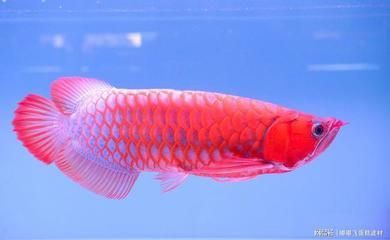 盤古杯世界龍魚錦標賽第四名獎金多少（2021年盤古杯世界龍魚錦標賽第四名獎金分配規(guī)則）