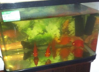 魚缸里水發(fā)黃是怎么回事，如何正確使用水質(zhì)凈化劑？魚缸過濾系統(tǒng)維護(hù)技巧