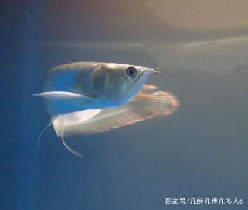 剛買銀龍魚怎么養(yǎng)（購買銀龍魚時，首先要挑選最一尾健康的銀龍魚）