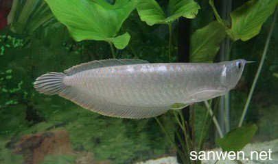 剛買銀龍魚怎么養(yǎng)（購買銀龍魚時，首先要挑選最一尾健康的銀龍魚）