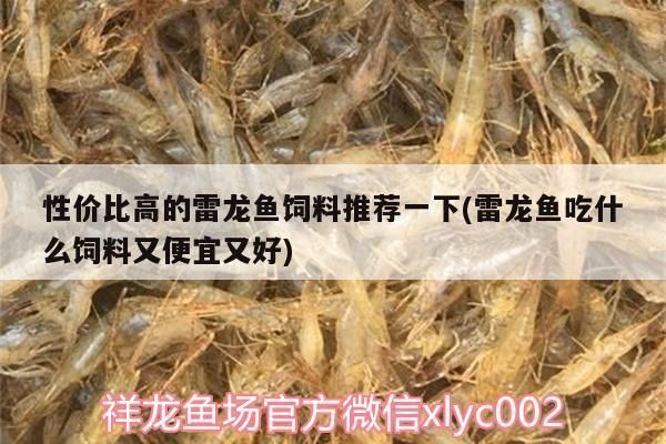 雷龍魚(yú)主食飼料的選擇方法是什么：如何選擇雷龍魚(yú)的主食飼料