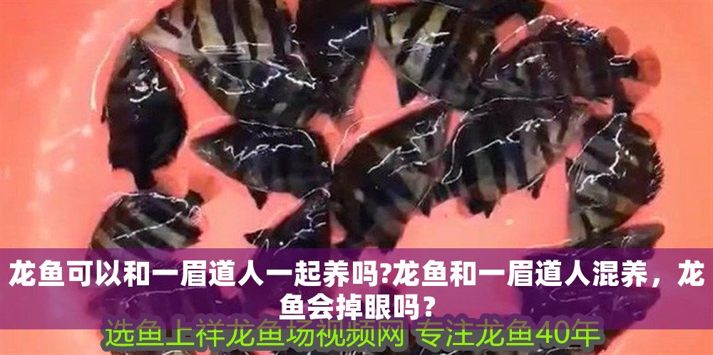 龍魚可以和一眉道人一起養嗎?龍魚和一眉道人混養，龍魚會掉眼嗎？