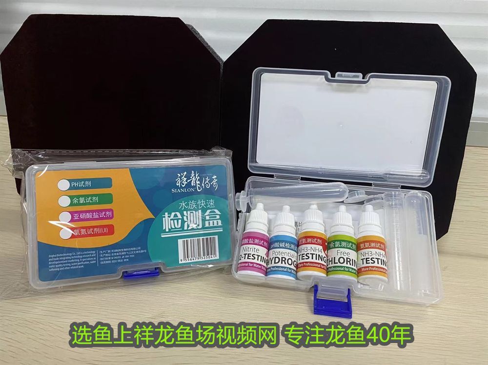 龍魚可以和一眉道人一起養嗎?龍魚和一眉道人混養，龍魚會掉眼嗎？