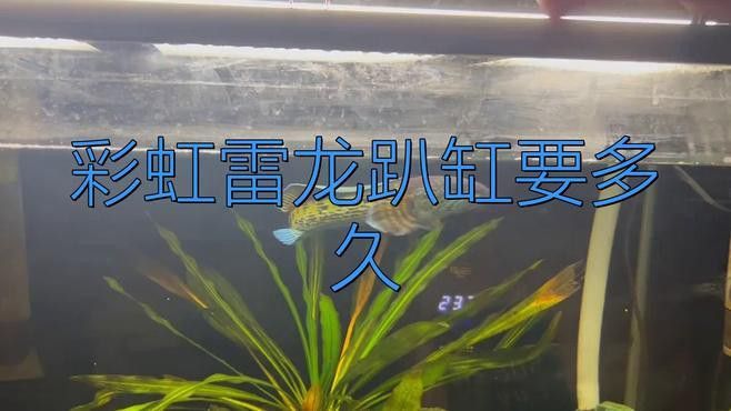 彩虹雷龍趴缸多久會恢復？