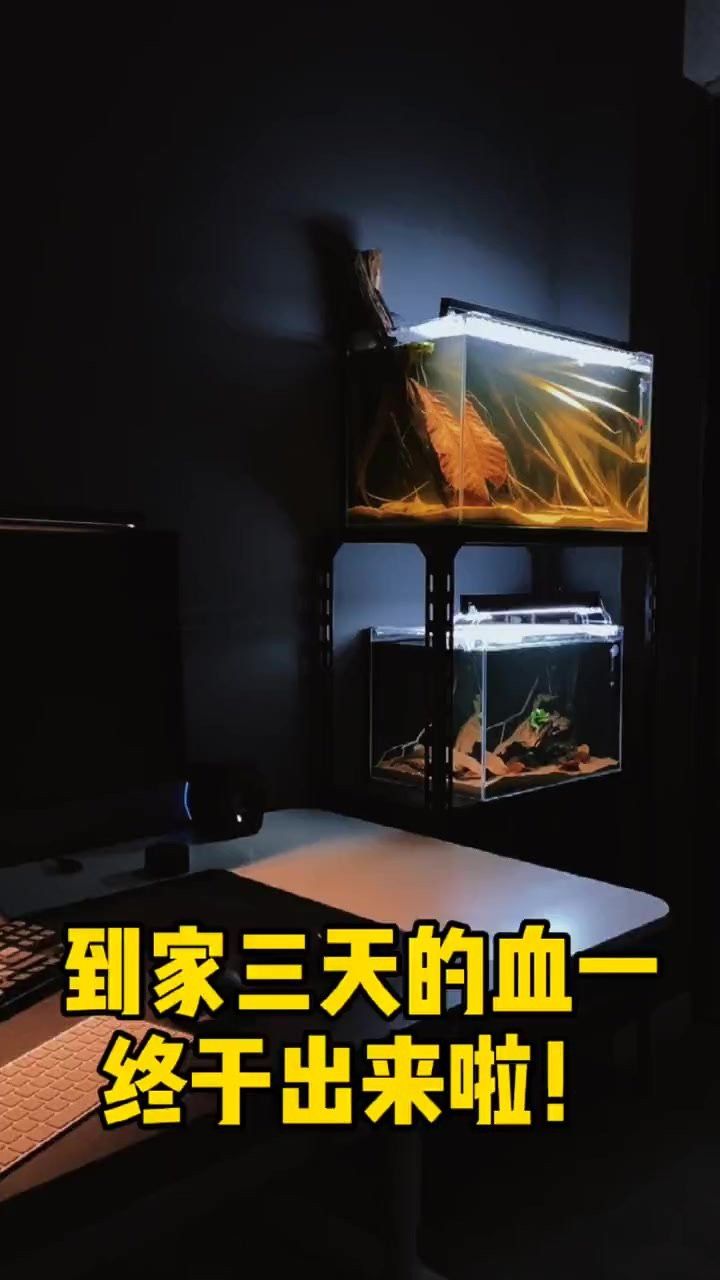 彩虹雷龍趴缸多久會恢復？