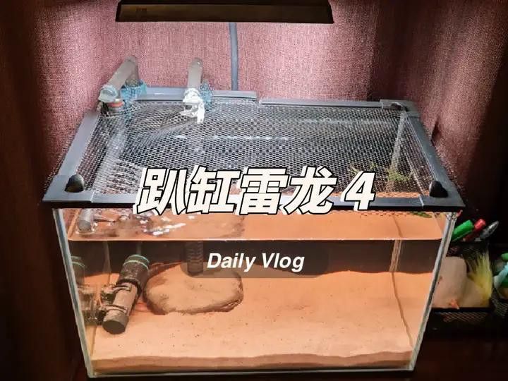 彩虹雷龍趴缸多久會恢復？