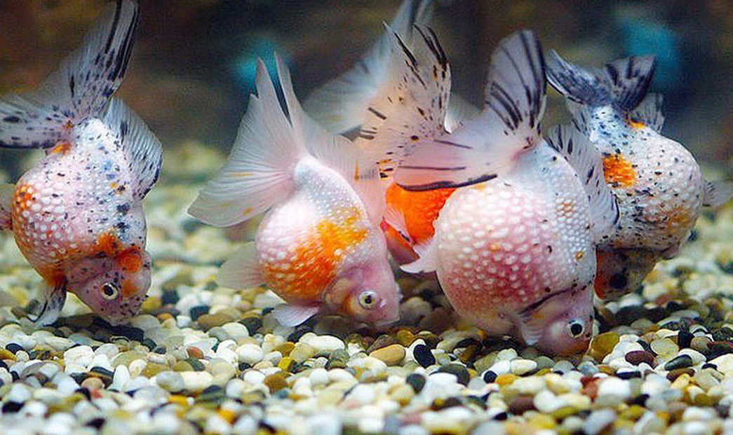 給我一些關于鱷魚的信息