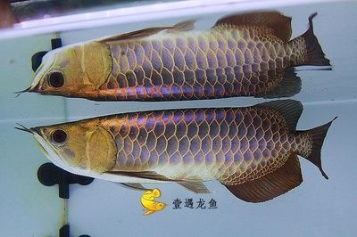 金龍魚的嘴巴里有黑點：金龍魚嘴巴里出現黑點可能是多種原因引起的，請注意