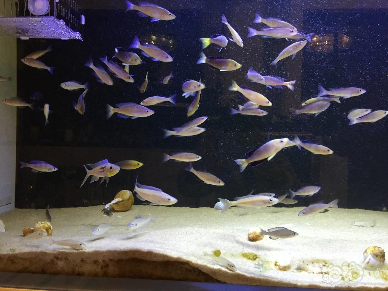 三湖慈鯛可以和龍魚一起養(yǎng)嗎：三湖慈鯛可以和龍魚一起養(yǎng)嗎，