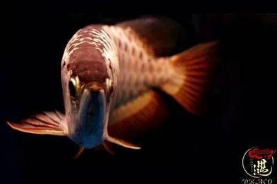 龍魚跳出來(lái)有什么含義嗎：龍魚跳缸在風(fēng)水學(xué)中被視為吉祥的預(yù)兆 龍魚跳出來(lái)有什么含義嗎：龍魚跳缸在風(fēng)水學(xué)中被視為吉祥的預(yù)兆 龍魚百科 第2張