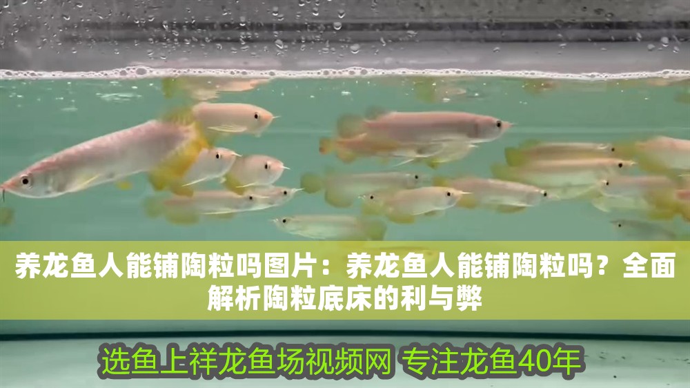 養龍魚人能鋪陶粒嗎圖片：養龍魚人能鋪陶粒嗎？全面解析陶粒底床的利與弊