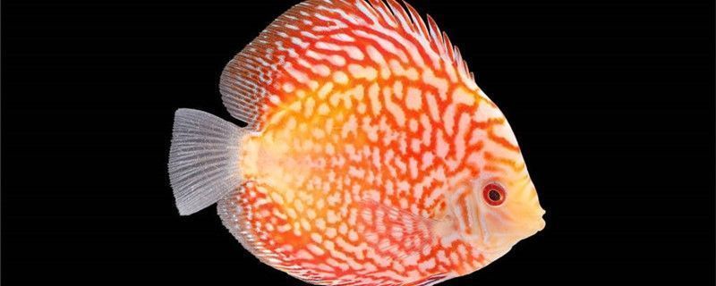 養龍魚人能鋪陶粒嗎圖片：養龍魚人能鋪陶粒嗎？全面解析陶粒底床的利與弊