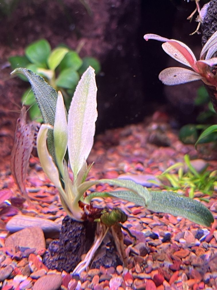 金龍魚所屬行業:金龍魚所屬行業是什么? 龍魚百科 第1張 金龍魚所屬行業:金龍魚所屬行業是什么? 金龍魚所屬行業:金龍魚所屬行業是什么? 龍魚百科 第1張