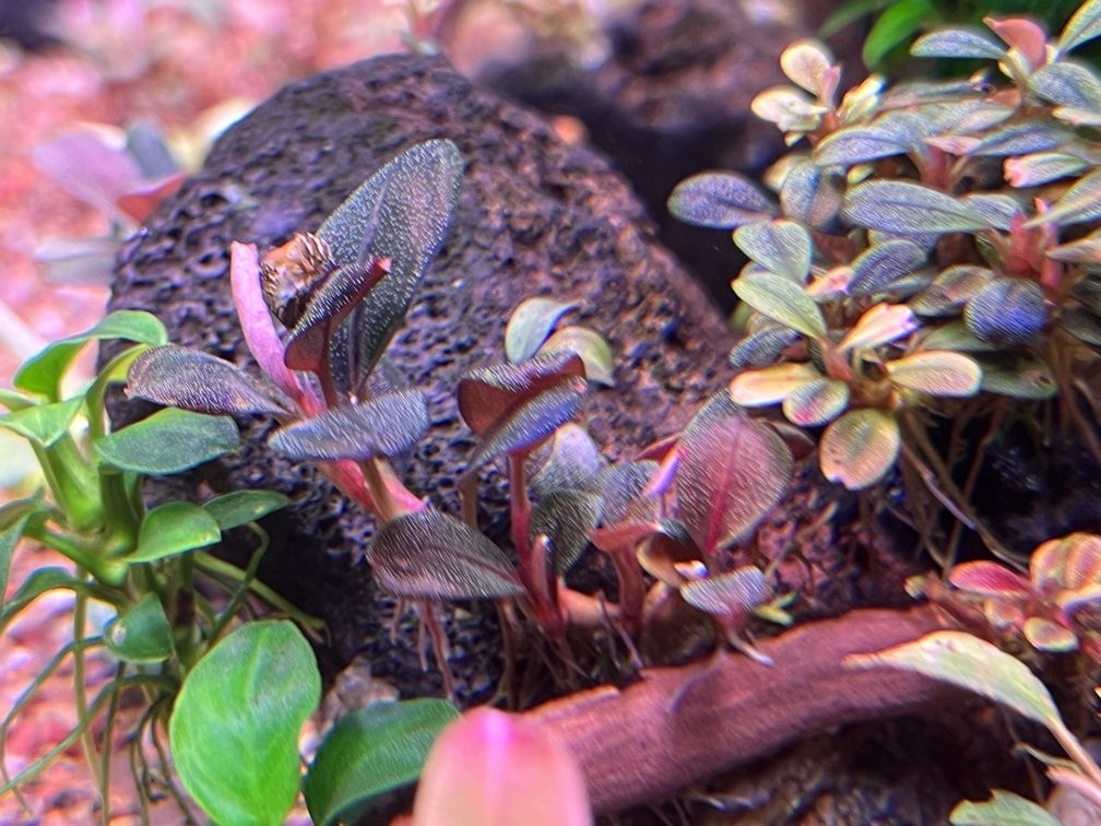 金龍魚所屬行業:金龍魚所屬行業是什么? 龍魚百科 第5張 金龍魚所屬行業:金龍魚所屬行業是什么? 金龍魚所屬行業:金龍魚所屬行業是什么? 龍魚百科 第5張