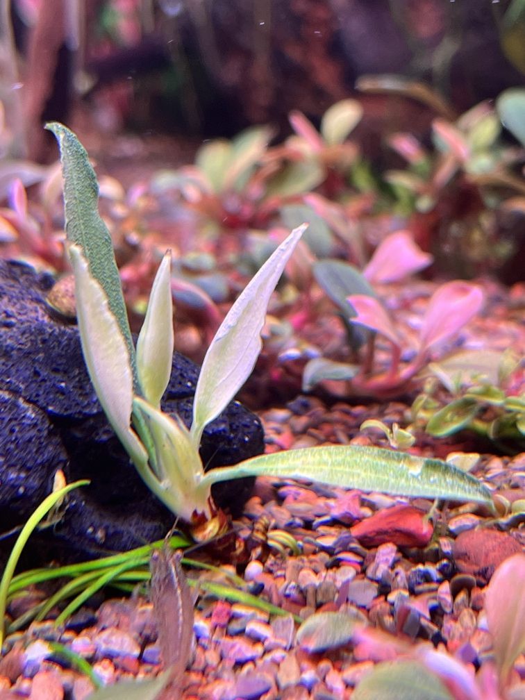 金龍魚所屬行業:金龍魚所屬行業是什么? 龍魚百科 第2張 金龍魚所屬行業:金龍魚所屬行業是什么? 金龍魚所屬行業:金龍魚所屬行業是什么? 龍魚百科 第2張