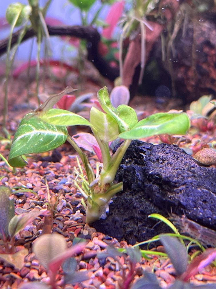 金龍魚所屬行業:金龍魚所屬行業是什么? 龍魚百科 第3張 金龍魚所屬行業:金龍魚所屬行業是什么? 金龍魚所屬行業:金龍魚所屬行業是什么? 龍魚百科 第3張