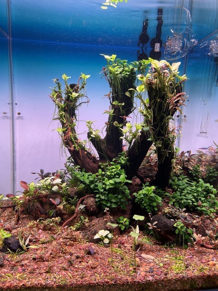 金龍魚所屬行業:金龍魚所屬行業是什么? 龍魚百科 第7張 金龍魚所屬行業:金龍魚所屬行業是什么? 金龍魚所屬行業:金龍魚所屬行業是什么? 龍魚百科 第7張