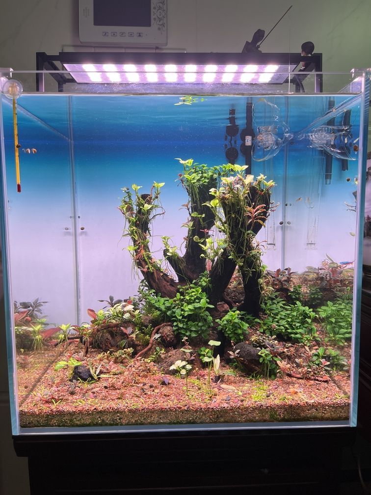 金龍魚所屬行業:金龍魚所屬行業是什么? 龍魚百科 第6張 金龍魚所屬行業:金龍魚所屬行業是什么? 金龍魚所屬行業:金龍魚所屬行業是什么? 龍魚百科 第6張