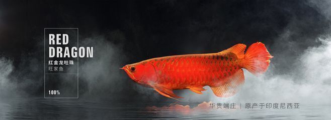 天山雪龍魚養殖技術突破：天山雪龍魚最佳養殖溫度